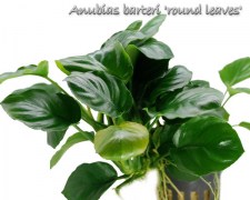 Anubias barteri round leaves